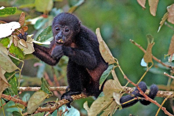 Howler Monkey Eating Leaves | Monkey Facts and Information