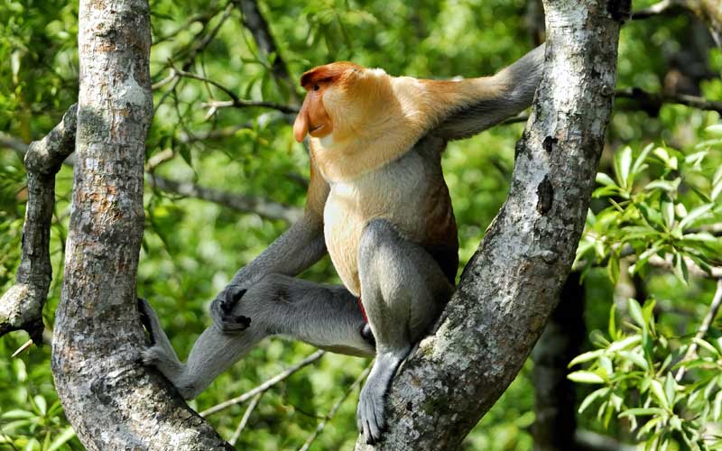 Proboscis Monkey Monkey Facts And Information