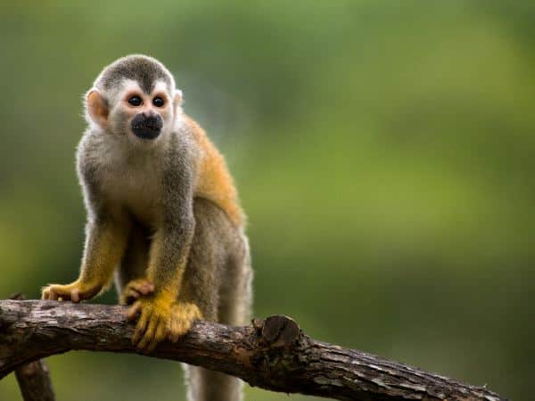 Squirrel Monkey In A Branch In Costa Rica - Monkey Facts and Information