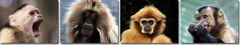 Monkey Information