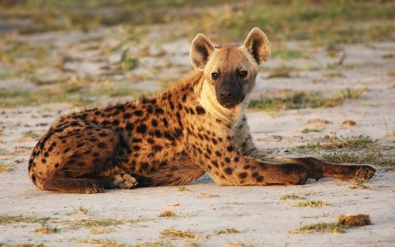 What are some of the hyena's predators?