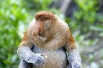 A Unique Proboscis Monkey