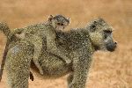 Baboon Mother Carrying Infant On Her Back