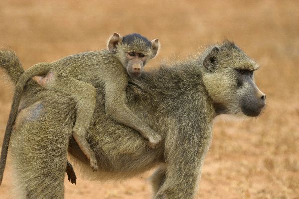 Baboon Mother Carrying Infant On Her Back