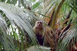 Capuchin Monkey In Costa Rica