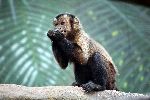 Capuchin Monkey On a Branch