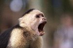 Capuchin Monkey with Open Mouth