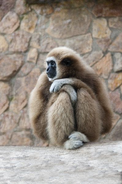 Gibbon Looking Away
