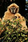 Gibbon With Infant In A Tree