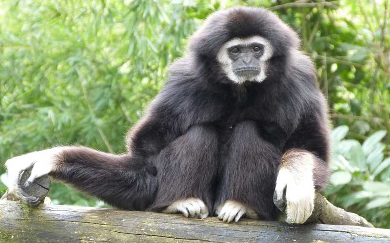 El primate más amenazado del planeta es el gibón de Hainan que a duras penas ha logrado sobrevivir, pues de su especie tan solo quedan 30 ejemplares. Conoce al gibón de Hainan el primate más amenazado del planeta