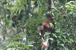 Howler Monkey In South American Forest Howler Monkey In South American Forest