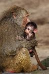 Infant Baboon In The Arms Of His Mother