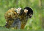 Mother And Infant Squirrel Monkey
