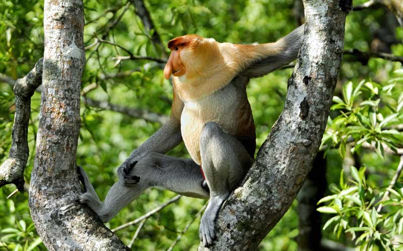 Characteristics of Proboscis monkey.