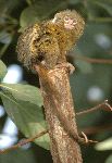 Pygmy Marmoset Posing On A Log