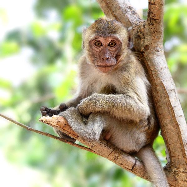 Rhesus Macaque Monkey Sitting On A Tree