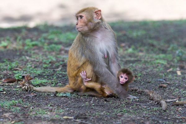 Rhesus Macaque Monkeys In Kathmandu Nepal