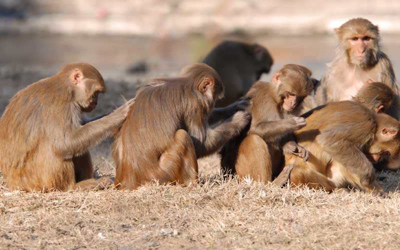 Facts about Rhesus macaque.