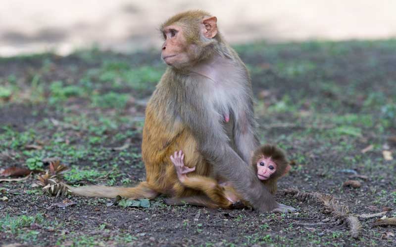 Characteristics of Rhesus macaque.