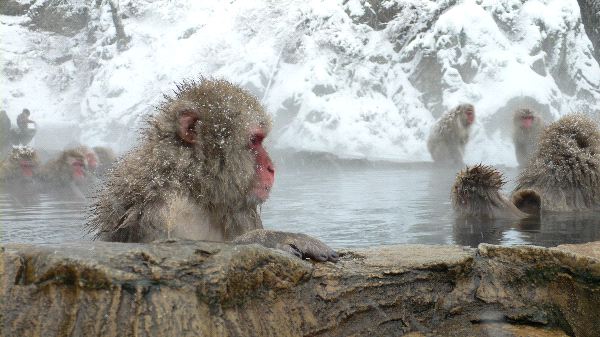 Snow Macaque Monkeys At a Hot Spring