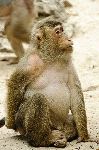 Southern Pig Tailed Macaque - Macaca Nemestrina