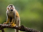 Squirrel Monkey In A Branch In Costa Rica