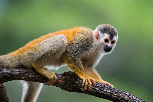 Squirrel Monkey In Costa Rica