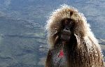 The Large And Robust Gelada Baboon