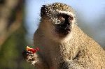 Vervet Monkey Eating Fruit