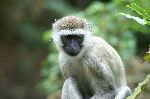 Vervet Monkey In Their Natural Habitat
