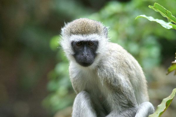 Vervet Monkey In Their Natural Habitat