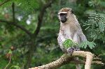 Vervet Monkey Watching From A Tree