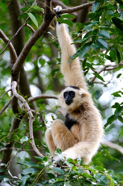 White Gibbon Hanging From A Tree