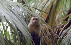 Facts about capuchin monkey.