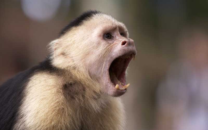 Characteristics of capuchin monkey