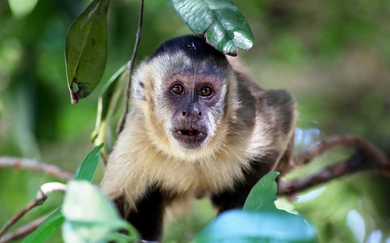 Identidad presumir solamente Mono Capuchino - Información y Características de los Monos