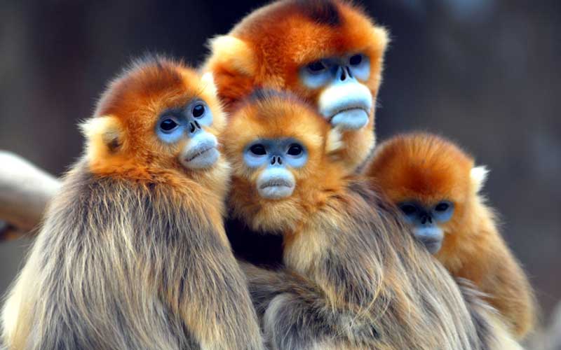 Monkey Evolution