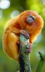 Facts about Golden Lion Tamarin.