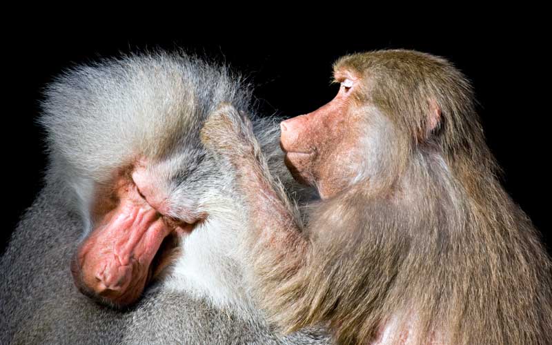 Facts about baboons.