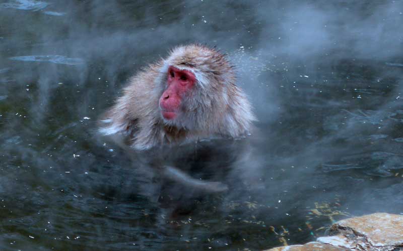 Macaco Japonés