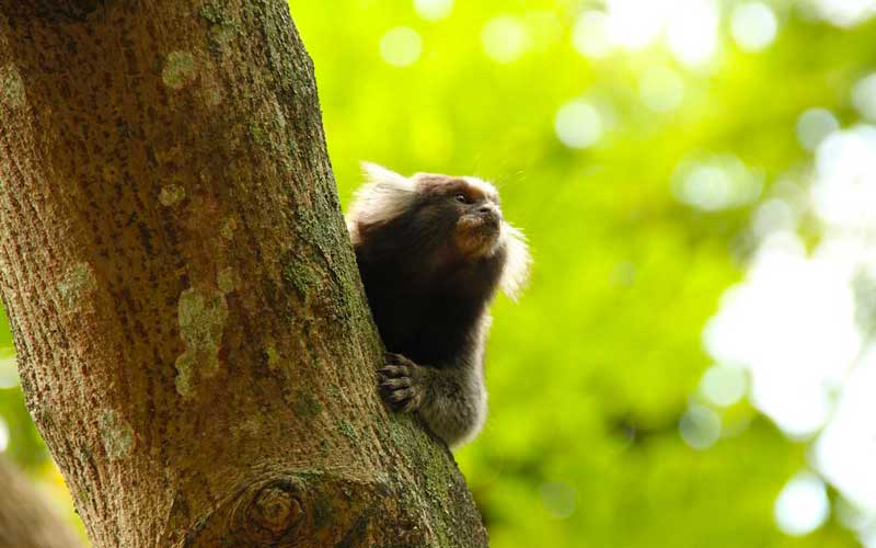 Facts about common marmoset.