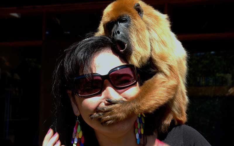 Humans And Monkeys Monkey Facts And Information
