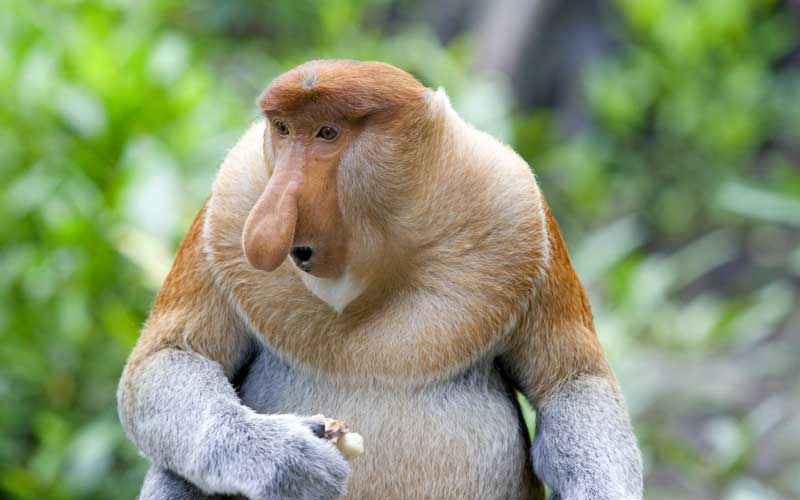 narigudo_especie.jpg