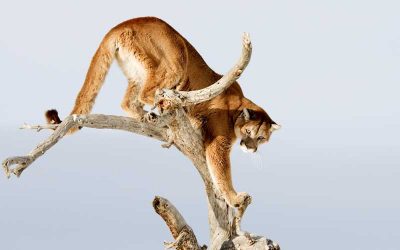 Monkey Predators
