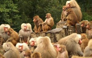 Jerarquías sociales en los monos.
