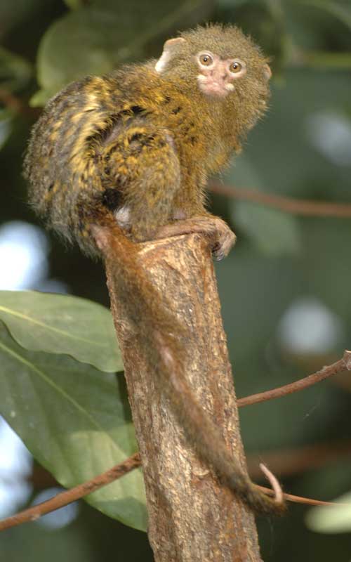Facts about pygmy marmoset.