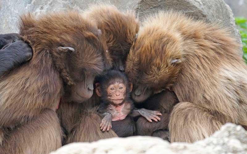 Monkey Reproduction