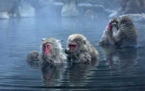 Characteristics of Japanese macaque.