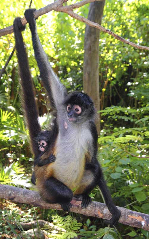 Facts about spider monkey.