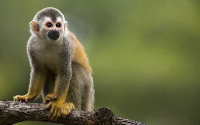Facts about squirrel monkey.